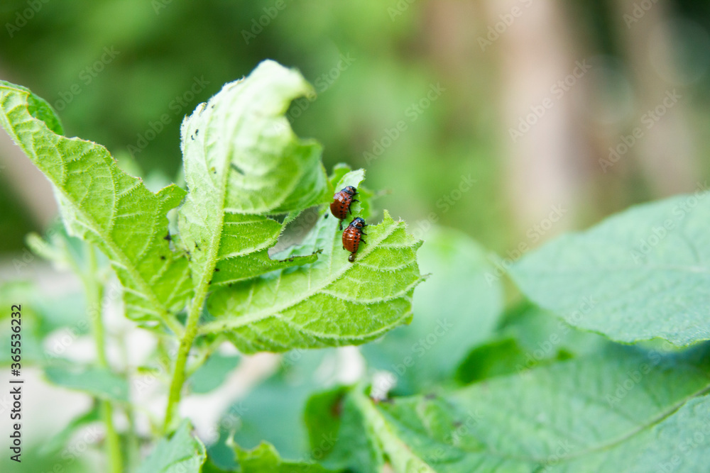 Two colorado potato beetle larvae eat the leaves of a potato bush Two colorado potato beetle larvae eat the leaves of a potato bush