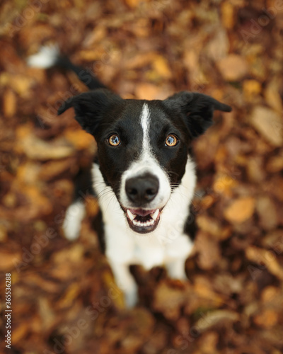 cute isolated black and white border collie smiling and looking up at the camera sitting on fallen leaves in the autumn