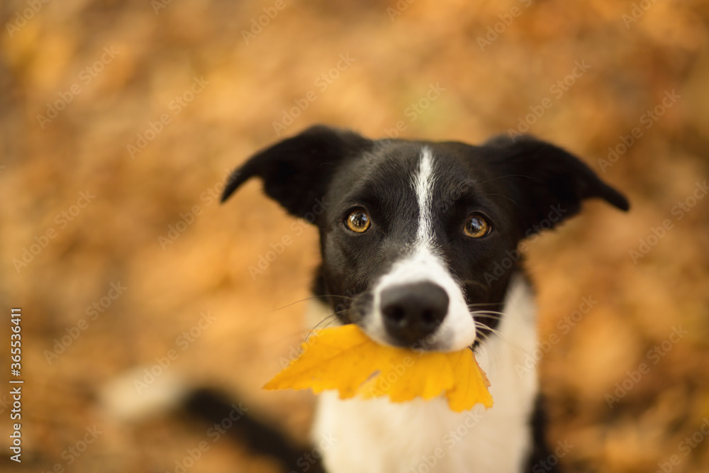 cute isolated black and white border collie holding a yellow leaf in her mouth trick sitting on fallen leaves in the autumn