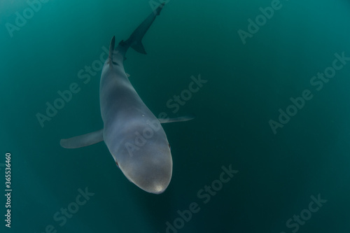 A sleek Blue shark, Prionace glauca, cruises through the shallow, sunlit waters of the Atlantic Ocean, not far from the shores of Cape Cod, Massachusetts. Blue sharks are found worldwide. photo