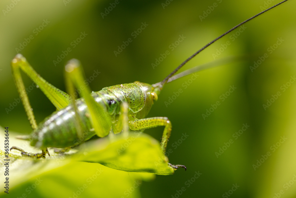 Green grasshopper in grassy vegetation. Green grasshopper in grassy vegetation.