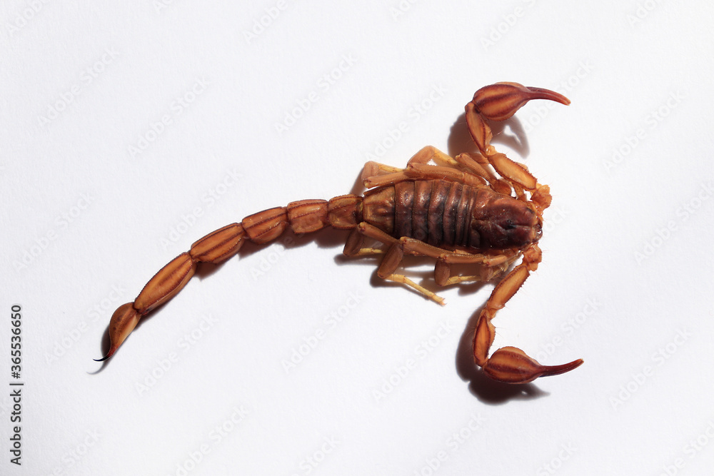 Alacrán en fondo blanco Stock Photo | Adobe Stock