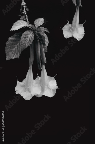 Foto Two flowers on a background