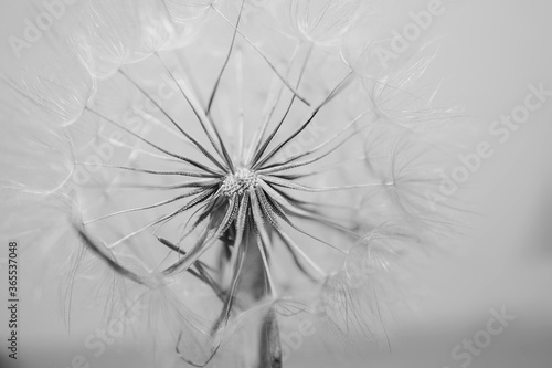 summer dandelion in close-up on a light background