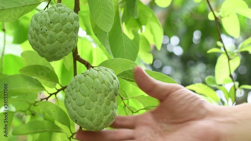 Man checking custard apple on tree