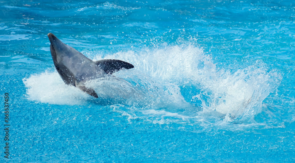 Fototapeta premium Dolphin swims and jumps in the pool.