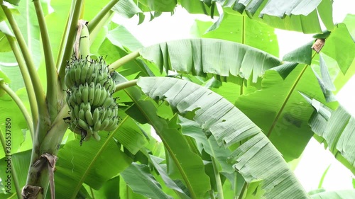 Green bananas on tree with wind blowing