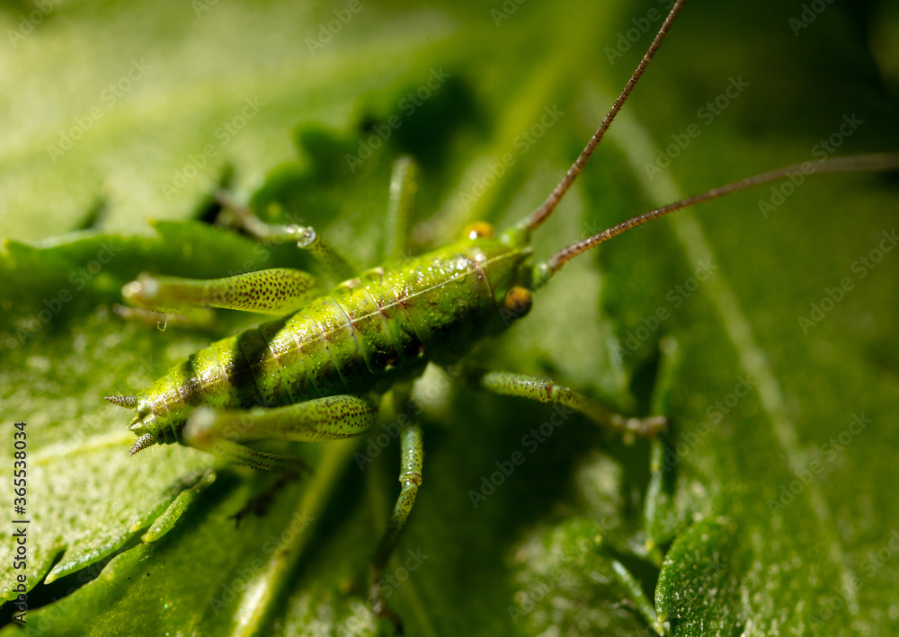 Grasshopper on a green leaf in nature.