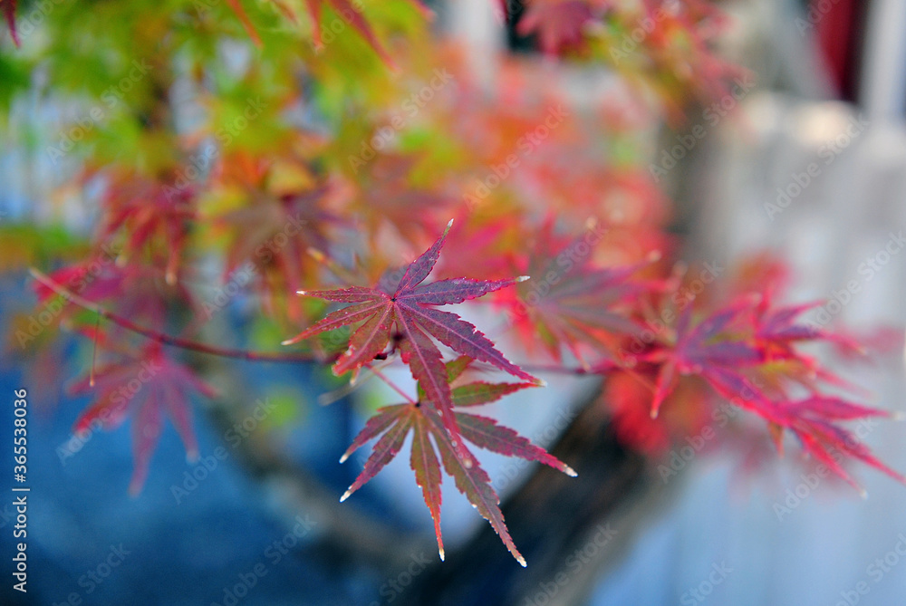 Beautiful branch with bright red maple leaves in a japanese park. Beautiful branch with bright red maple leaves in a japanese park.