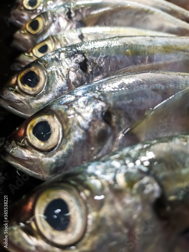 close up of fish © John