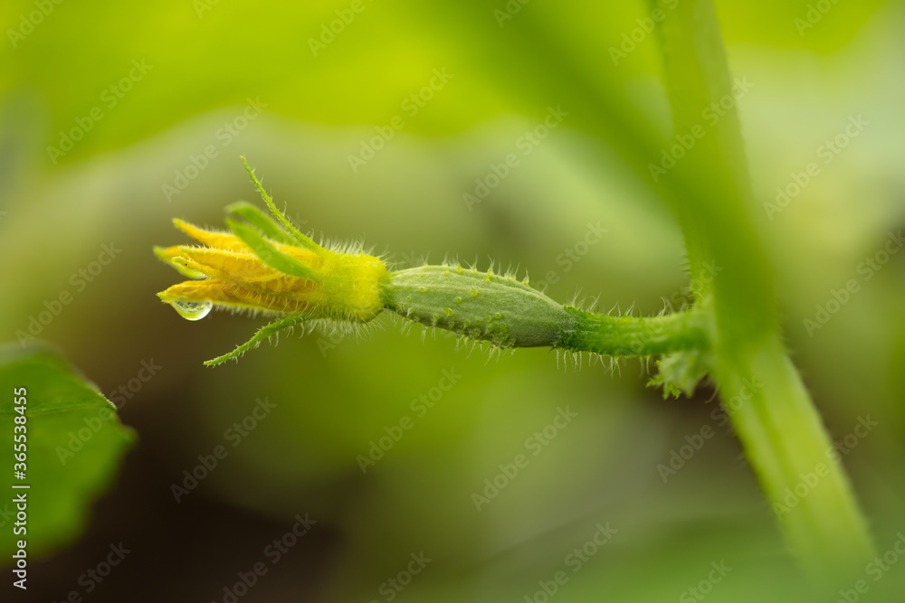 Yellow flowers on the branches of a cucumber Yellow flowers on the branches of a cucumber