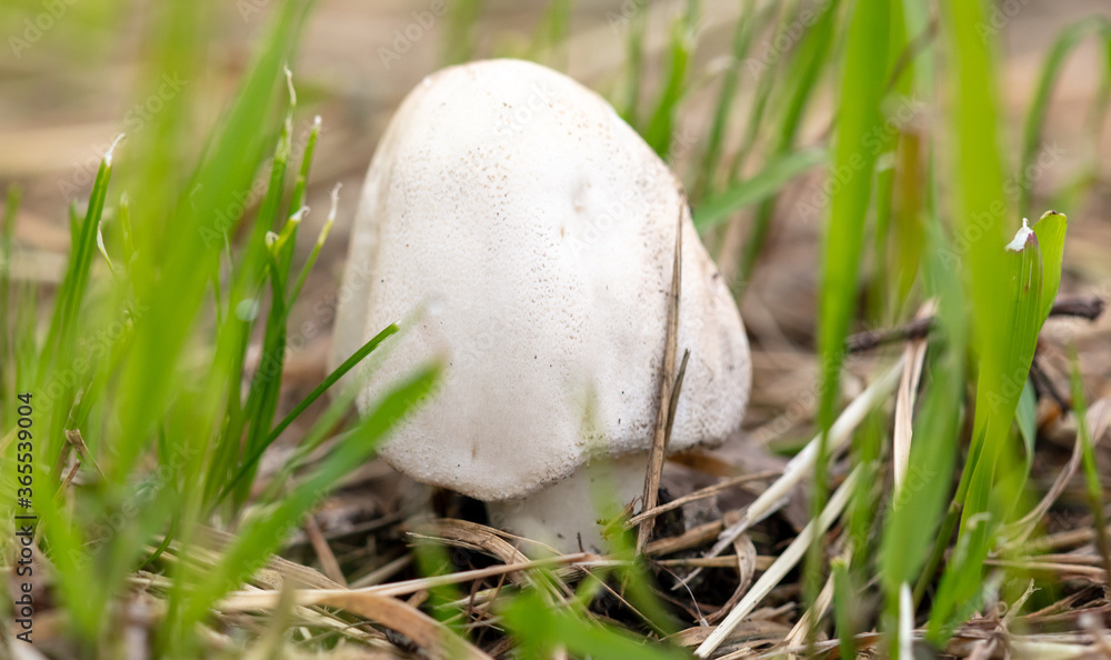 Champignon mushrooms in the ground Champignon mushrooms in the ground