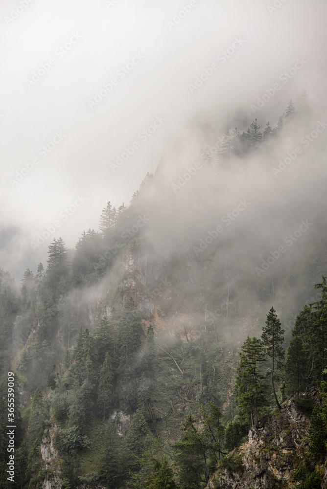 Wooded hillside in a low cloud with evergreen conifers shrouded in fog in a beautiful landscape