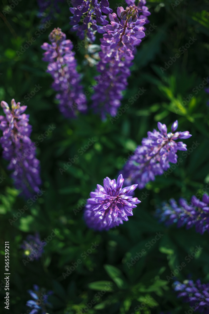 Lupinus field with pink purple, blue and violet flowers. Lupinus meadow. Top view. Lupinus field with pink purple, blue and violet flowers. Lupinus meadow. Top view.