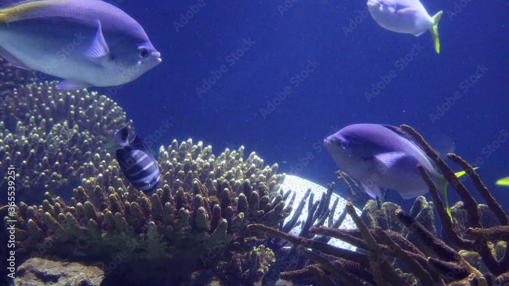 blue underwater world with lot of fish backgrounds blue underwater world with lot of fish backgrounds
