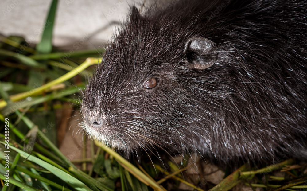 Portrait of a nutria on a farm. Portrait of a nutria on a farm.
