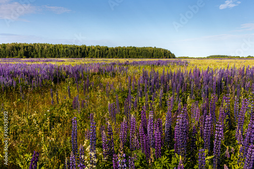 Lupinus field with pink purple, blue and violet flowers. Lupinus meadow. Summer flowers background.