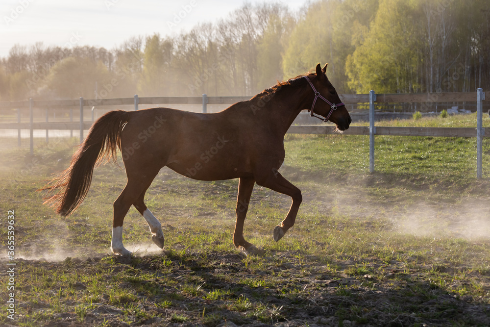 Obraz premium Brown horse galloping on paddock. Domestic horse freedom at grassland in evening sunlight. Poland, Europe.