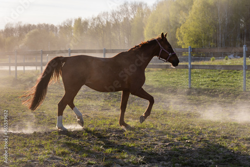 Brown horse galloping on paddock. Domestic horse freedom at grassland in evening sunlight. Poland, Europe.