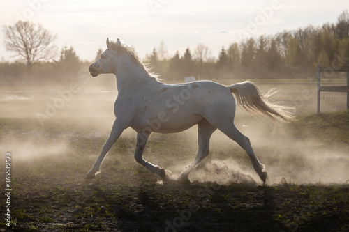 White horse galloping on paddock. Domestic horse freedom at grassland. Poland  Europe.