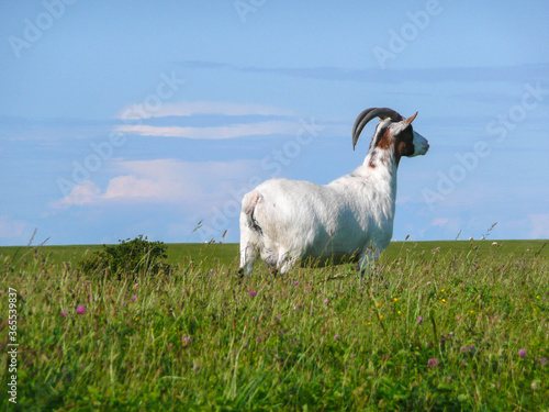 White goat standing in green meadow