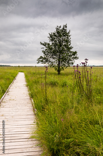 Boardwalk path through wetland grassy area  tree on the side. Plumeless thistles plants on meadow. Rainy weather. Polesie National Park  Poland  Europe.