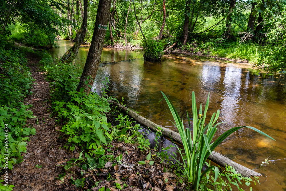 Obraz premium Narrow path next to calm river in nature. Green walking trail in Solska Forest next to Sopot river. Roztocze, Poland, Europe.