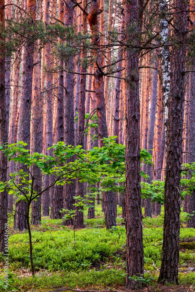 Fototapeta premium Pine trees in forest and young oak trees beneath (understory layer). Woodland landscape in Sobibor Landscape Park, Poland, Europe.