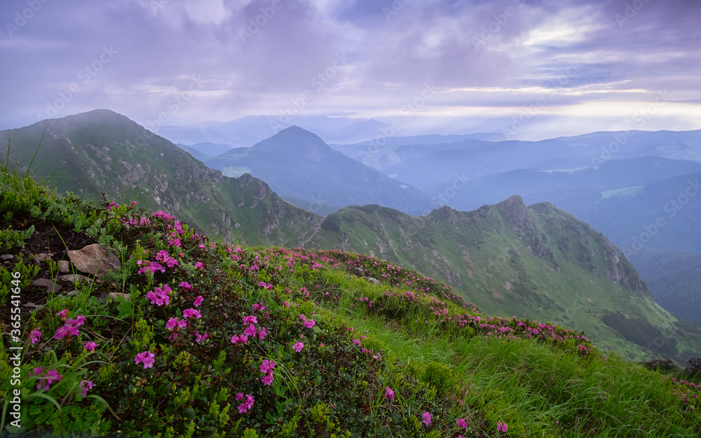 Pink rhododendron flowers in the foggy mountains.