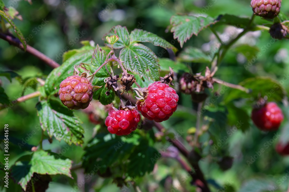 Forest raspberries on the branches of a bush. Wild forest berry in the natural environment. Tasty and healthy product Forest raspberries on the branches of a bush. Wild forest berry in the natural environment. Tasty and healthy product