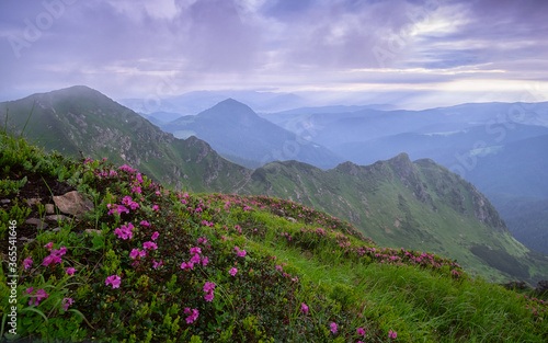 Pink rhododendron flowers in the foggy mountains.