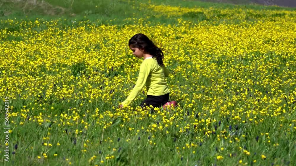Girl in yellow flowers field. Little girl picks yellow flowers.Girl with long hair.Wind flutters small girl hair in field. Girl in yellow flowers field. Little girl picks yellow flowers.Girl with long hair.Wind flutters small girl hair in field.