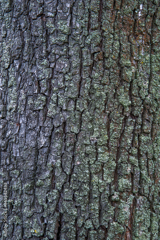 Fototapeta premium Texture of tree bark covered with lichen