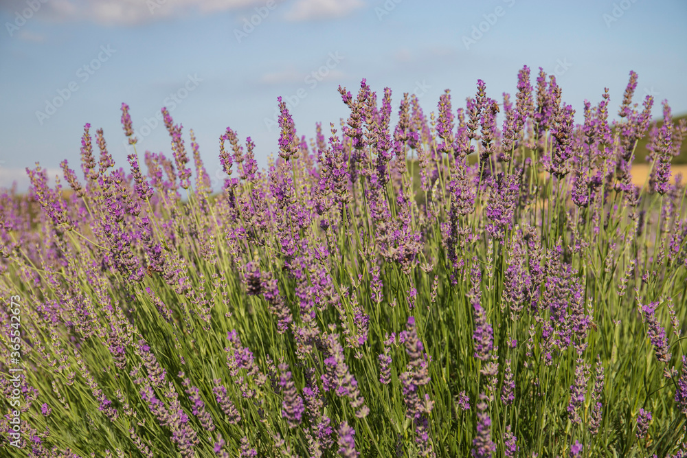 Fototapeta premium Lavender garden, vase and bouquets 