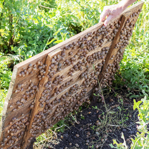 A snail farm worker picks up a wooden panel and shows the snails living under it. photo