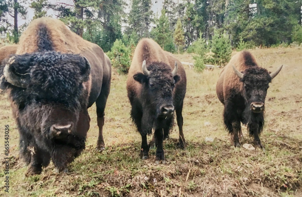 american bison family in yellowstone national park american bison family in yellowstone national park