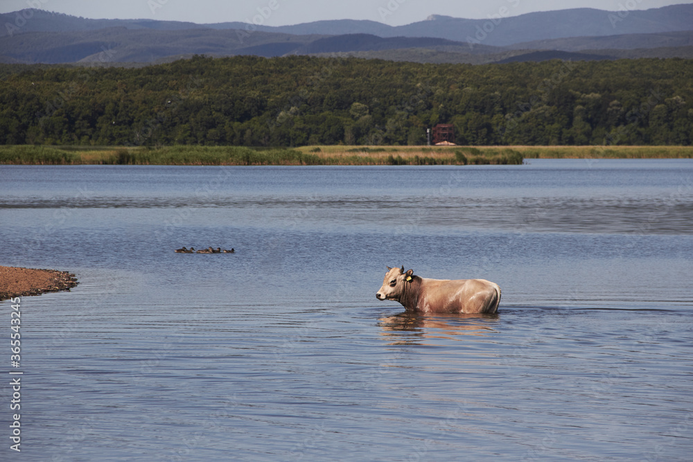 Little cow crossing the lake and going to the pasture Little cow crossing the lake and going to the pasture