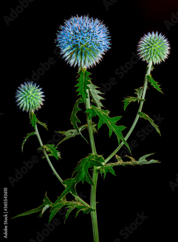 Southern globe thistle  Echinops ritro  backlit with black background. Popular garden perennial native to southern Europe and other areas around the Mediterranian.