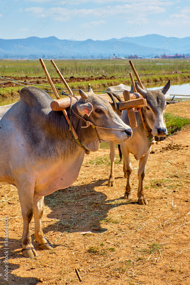  Rural man driving wooden cart with hay on dusty road drawn by two white oxen. Rural landscape and traditional village life in Burma countryside