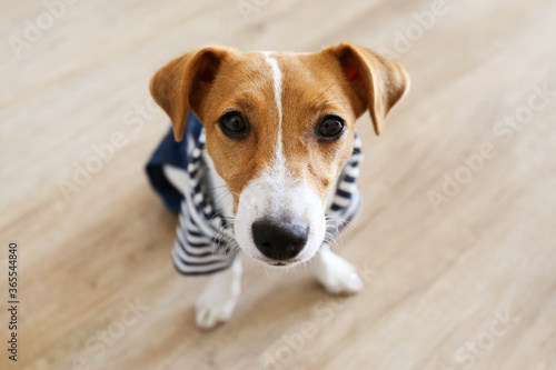 Curious Jack Russell Terrier puppy wearing a dog jumpsuit looking at the camera. Adorable doggy with folded ears at home with funny look on its face. Close up, copy space, background. © Evrymmnt