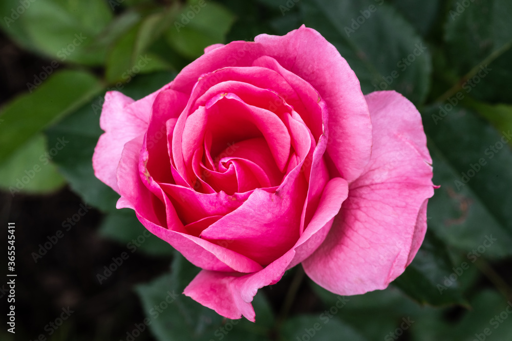 Garden Rose Flower, Variety 'Queen Elizabeth' Garden Rose Flower, Variety 'Queen Elizabeth'
