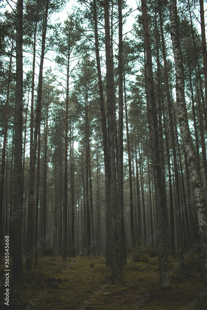 Obraz premium forest in the morning