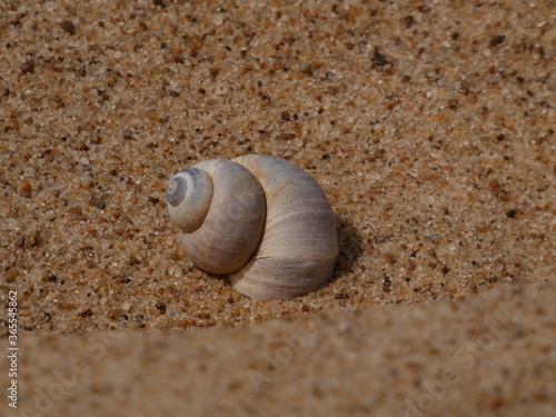 Close up of snail shell on the beach sand, Gdansk, Poland