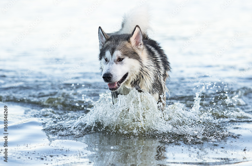 dog bathe in the river dog bathe in the river