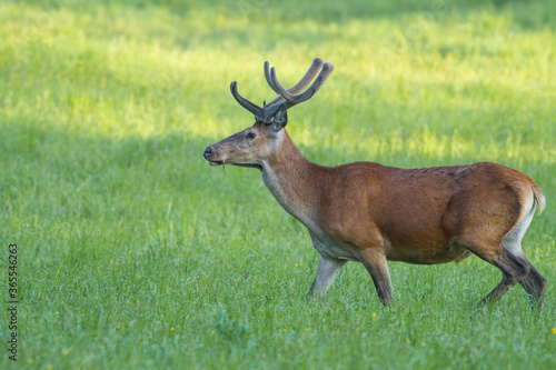 Young Red Deer, Cervus elaphus, stag growing velvet antlers in summer. Wild animal in grass land © Ivan