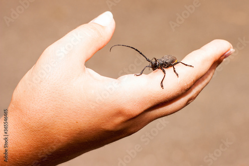 big black bug on hand