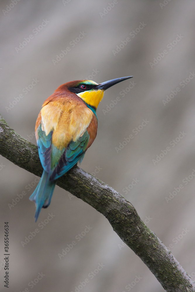 Obraz premium Bird - Bee-eaters (Merops apiaster)
