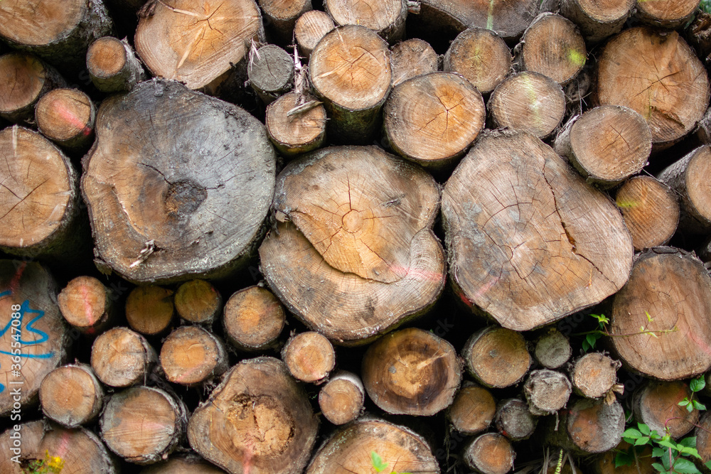 Wooden Logs with Forest on Background / Trunks of trees cut and stacked in the foreground, green forest in the background with sun rays Wooden Logs with Forest on Background / Trunks of trees cut and stacked in the foreground, green forest in the background with sun rays