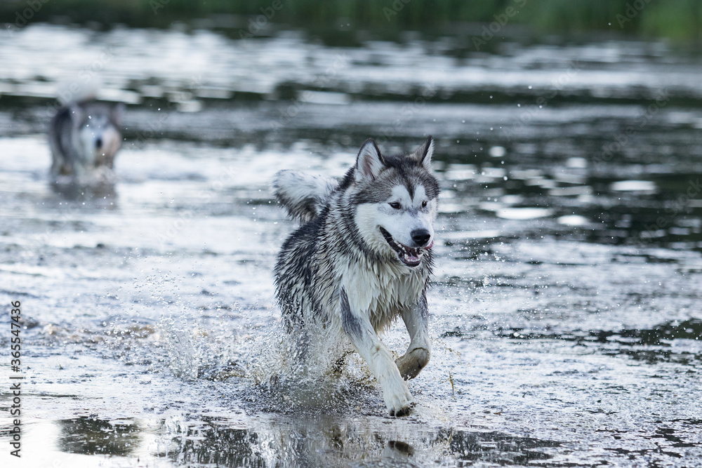 dog in the water in summer