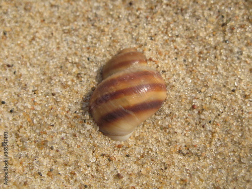 Brown stripped shell on the beach sand  Gdansk  Poland